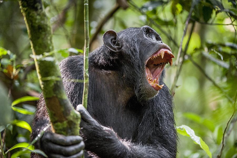 Shouting Angry Chimpanzee. Photograph by Uso