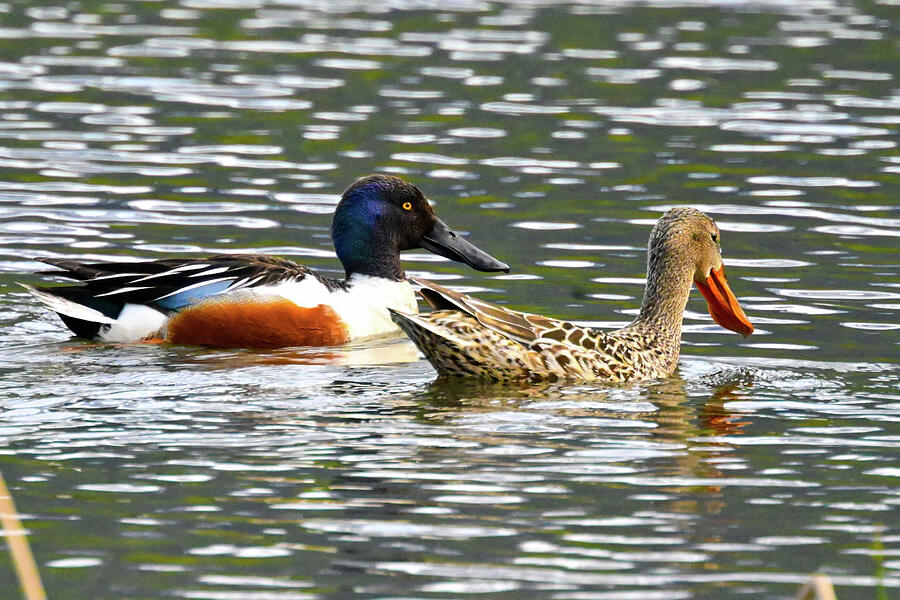 Shoveler Pair Photograph by Harry Banks Shoveler Pair Photograph by Harry Banks
