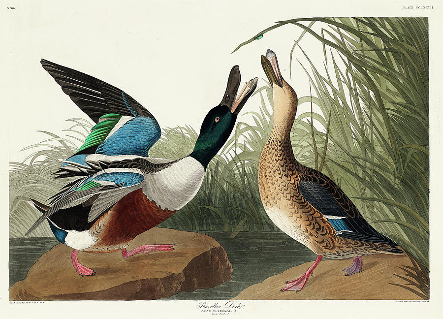 Shoveller Duck. John James Audubon Mixed Media by John James Audubon