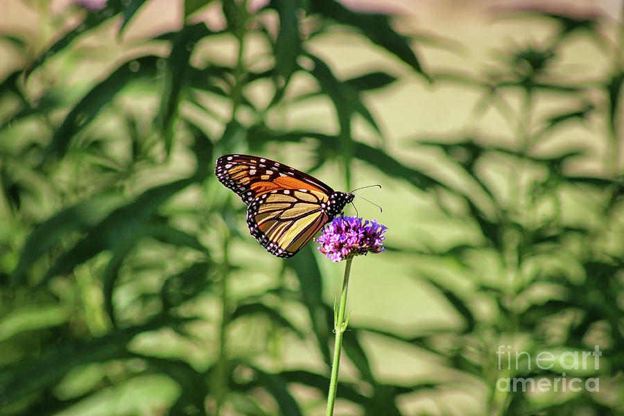 Show Us Your Stripes, Monarch Photograph by Karen Adams