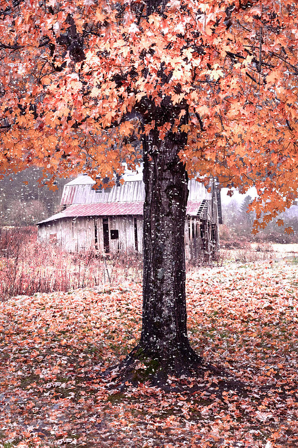 Shower of Color in the First Snowfall Photograph by Debra and Dave Vanderlaan