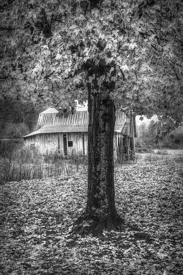 Shower of Leaves in Black and White Photograph by Debra and Dave Vanderlaan