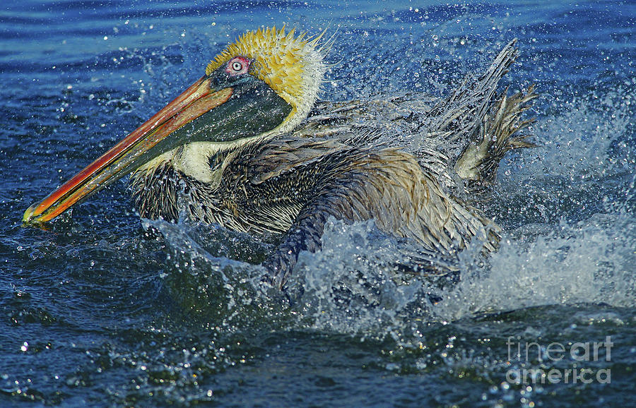 Showering Pelican II Photograph by Larry Nieland
