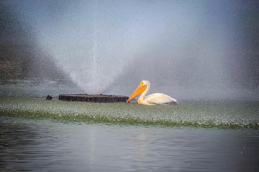 Pelican Photograph - Showering Pelican by Nicole Frederick