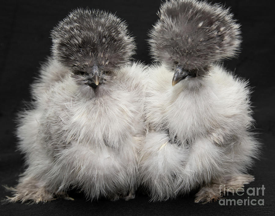 Showgirl Chickens Photograph By Jeannette Hunt