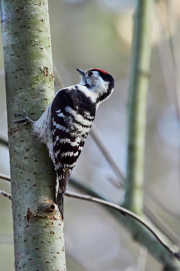 Showing Again. Lesser Spotted Woodpecker Photograph