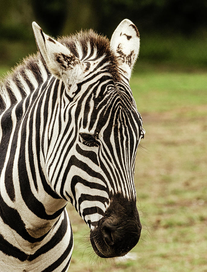 Showing My Stripes Photograph