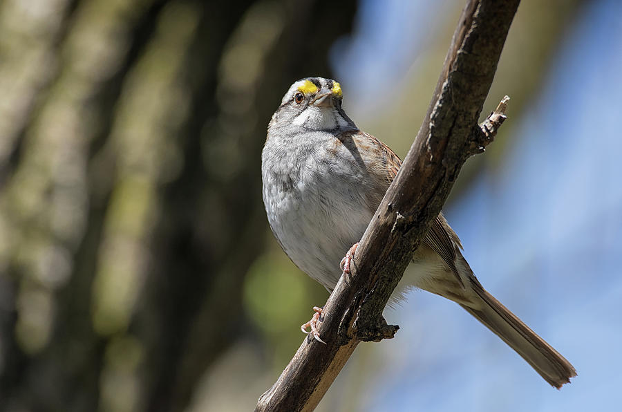 Showing My Stripes  - White-throated Sparrow - Zonotrichia albic Photograph by Spencer Bush