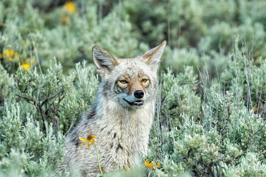 Showing off My Pearly Whites - Yellowstone Coyote Photograph by Belinda Greb