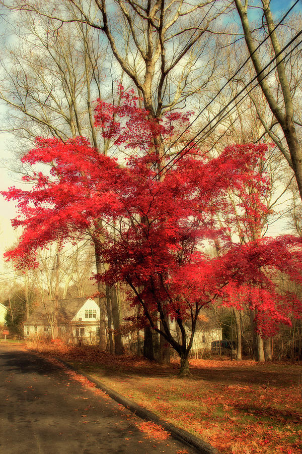 Showoff Photograph by Amy Neufeld - Fine Art America