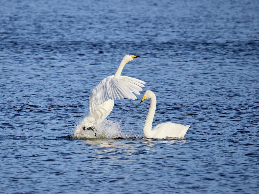 Showtime baby. Whooper swan Photograph by Jouko Lehto