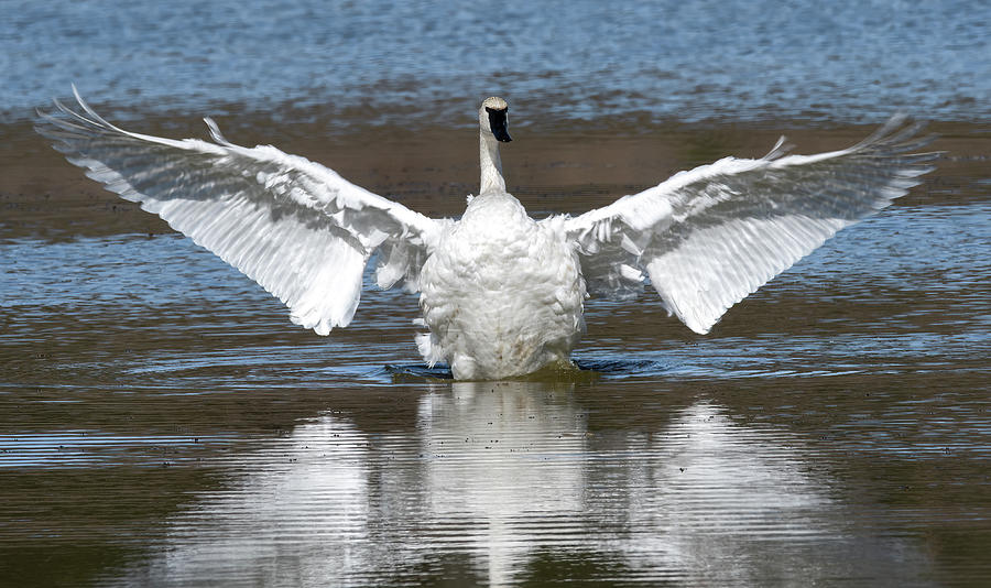 Showtime on Swan Lake, Yellowstone National Park Photograph by Marcy Wielfaert