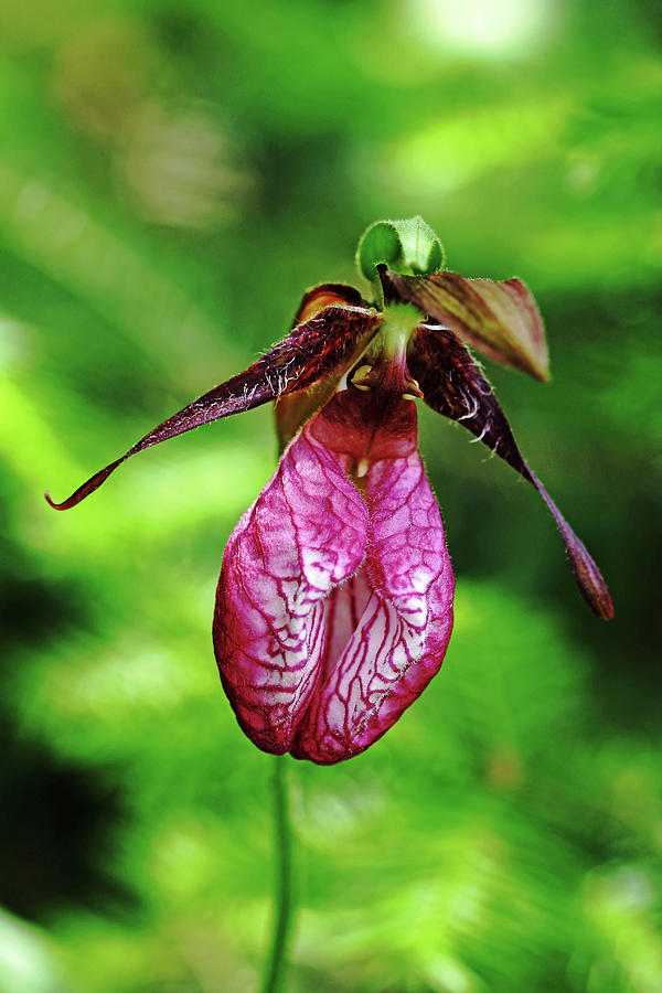 Nature Photograph - Showy Lady Slipper by Debbie Oppermann