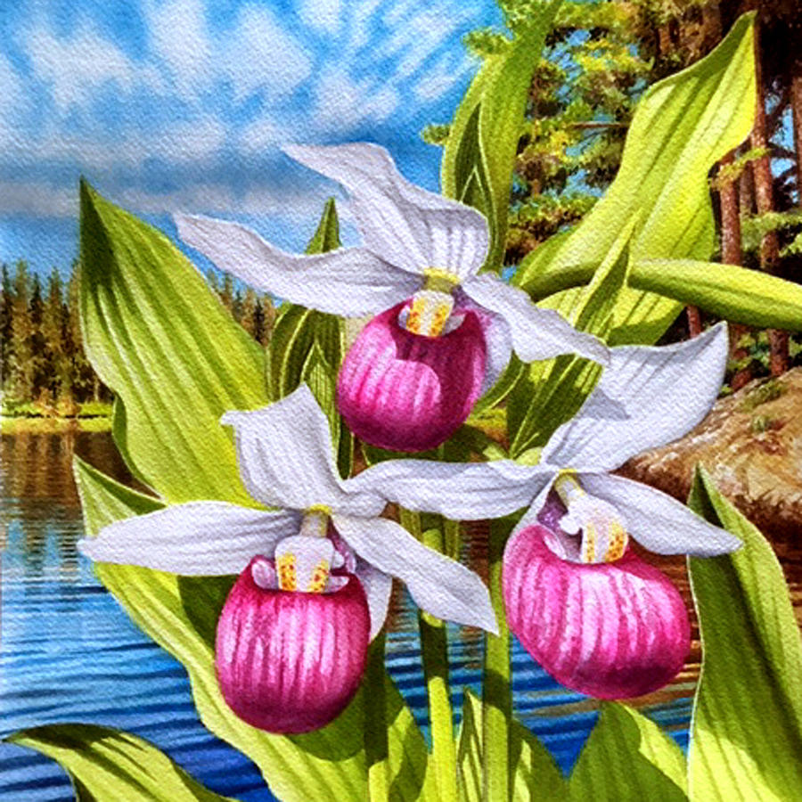 Orchid Painting - Showy Lady Slipper by Garry Palm