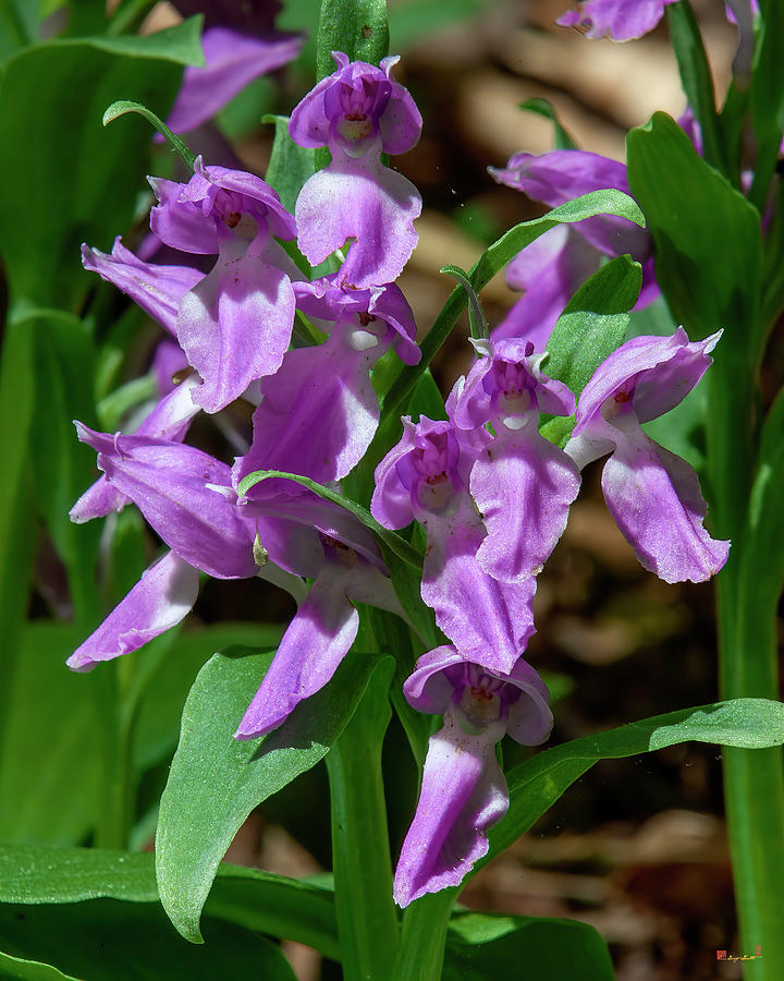 Showy Orchis DSPF0254 Photograph by Gerry Gantt