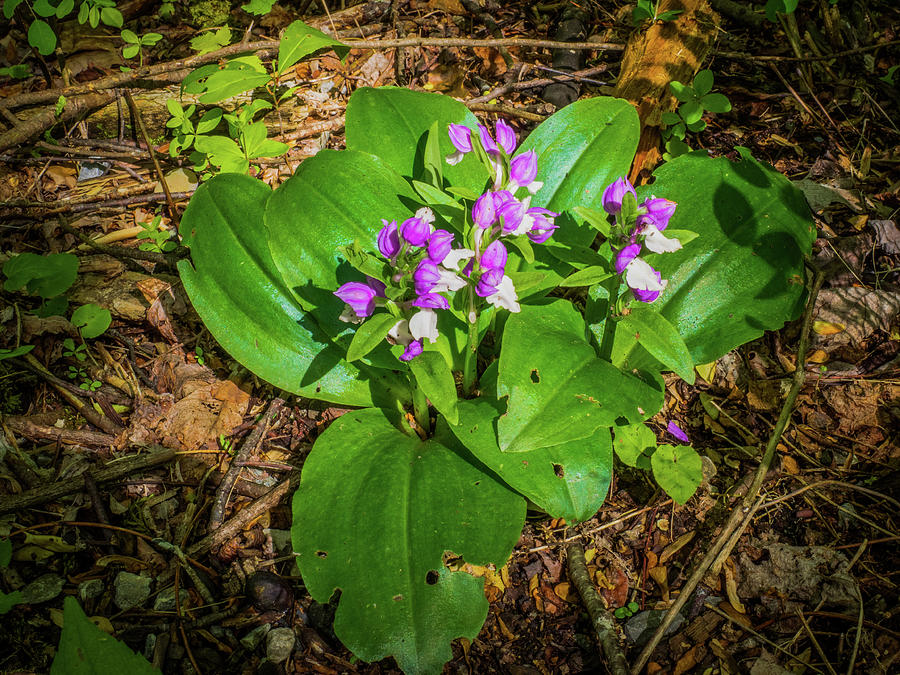Showy Orchis of the Smokies Photograph by James C Richardson