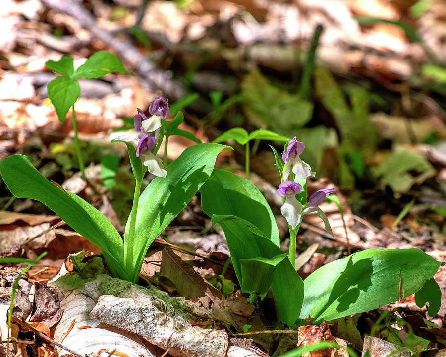 Showy Orchis or Showy Orchid DFL1184 Photograph by Gerry Gantt