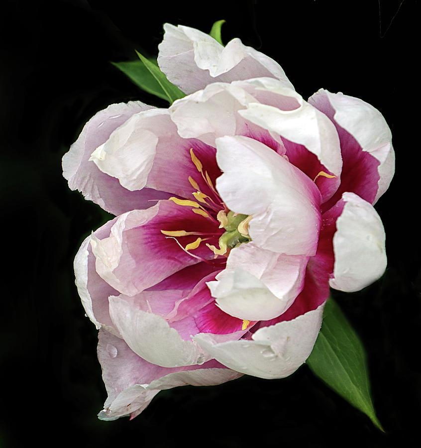 Showy Peony Photograph by Dave Mills