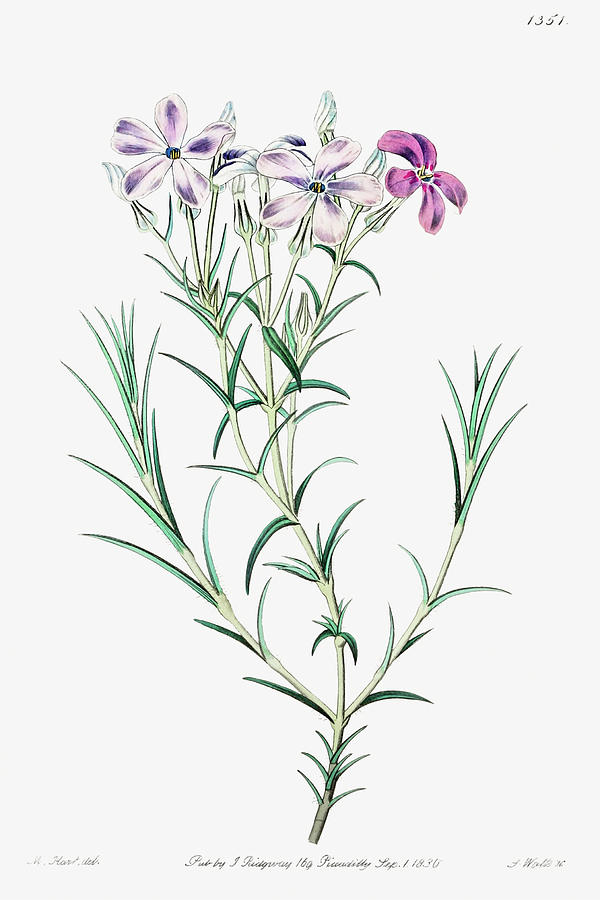 Showy phlox poster Painting by MotionAge Designs