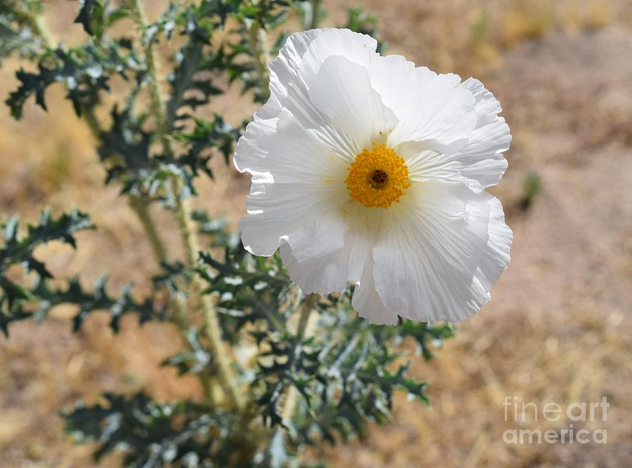 Showy Southwestern Prickly Poppy  Photograph by Janet Marie