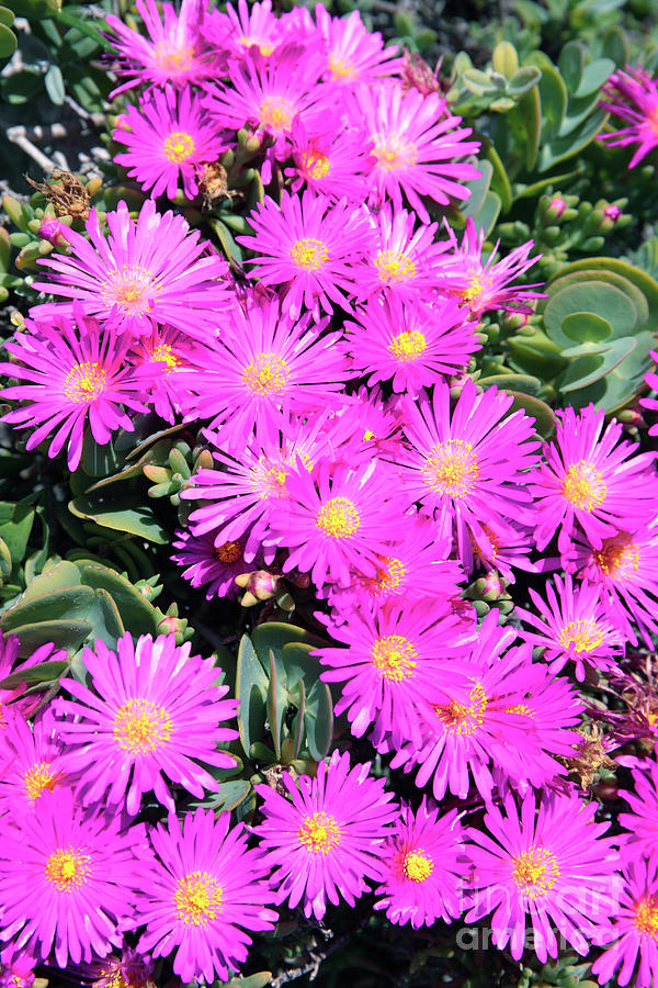 Showy Vygies or Ice Plant Photograph by Neil Overy