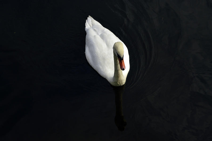 SHREWSBURY. A River Severn Swan. Photograph by Lachlan Main