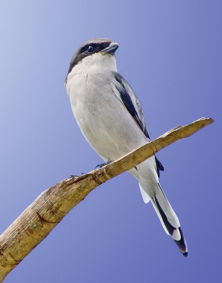 Shrike On Branch Photograph by Don Durfee