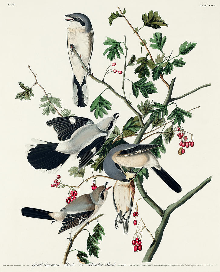 Shrikes And Butcher Birds. John James Audubon Mixed Media by World Art Collective