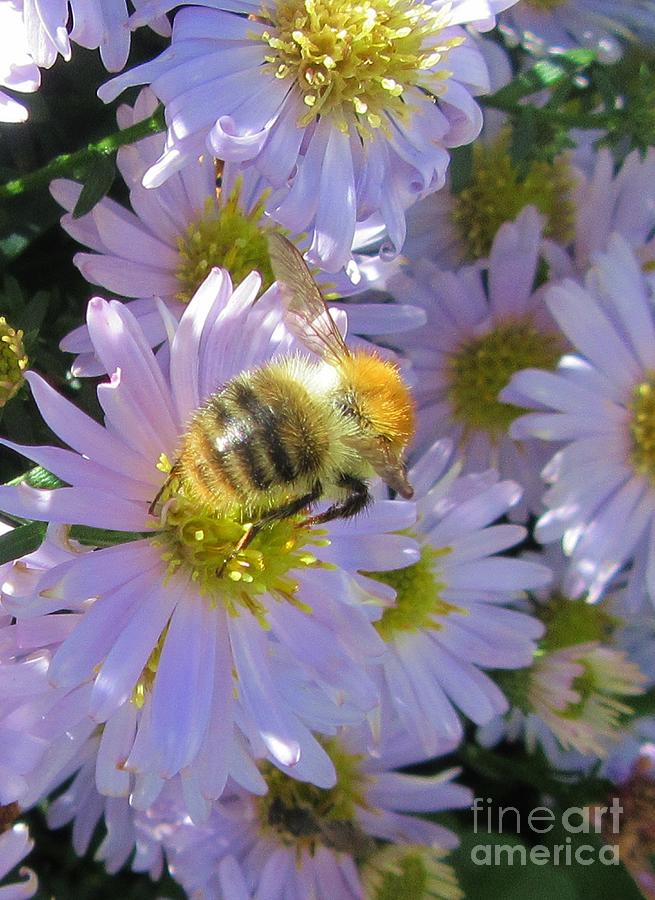 Shrill Carder Bee On Michaelmas Daisies Photograph by Lesley Evered ...