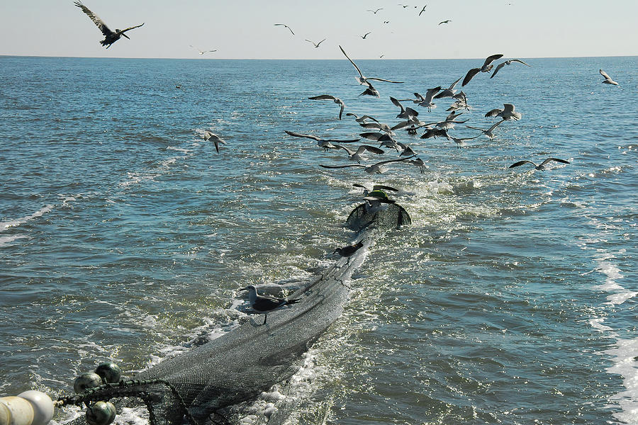 Shrimp Boat Feeding Frenzy 1 Photograph by Jerry Griffin