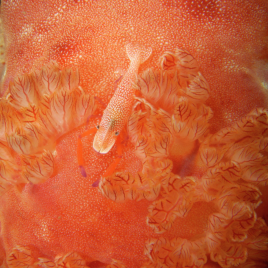 Shrimp on nudibranch Photograph by Artesub