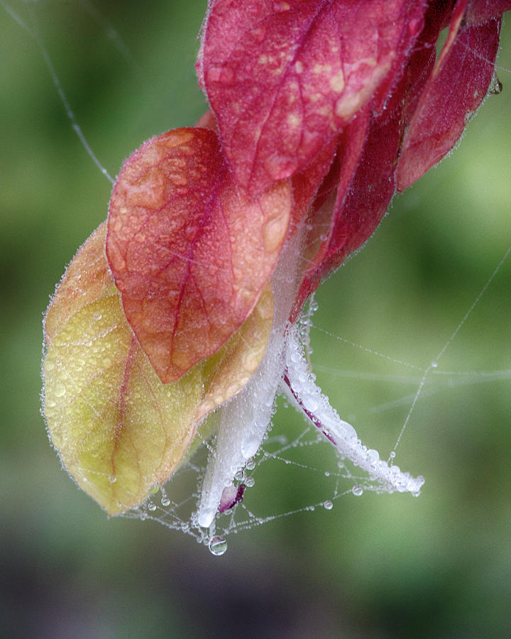 Shrimp Plant, Web, and Dew Photograph by Mitch Spence