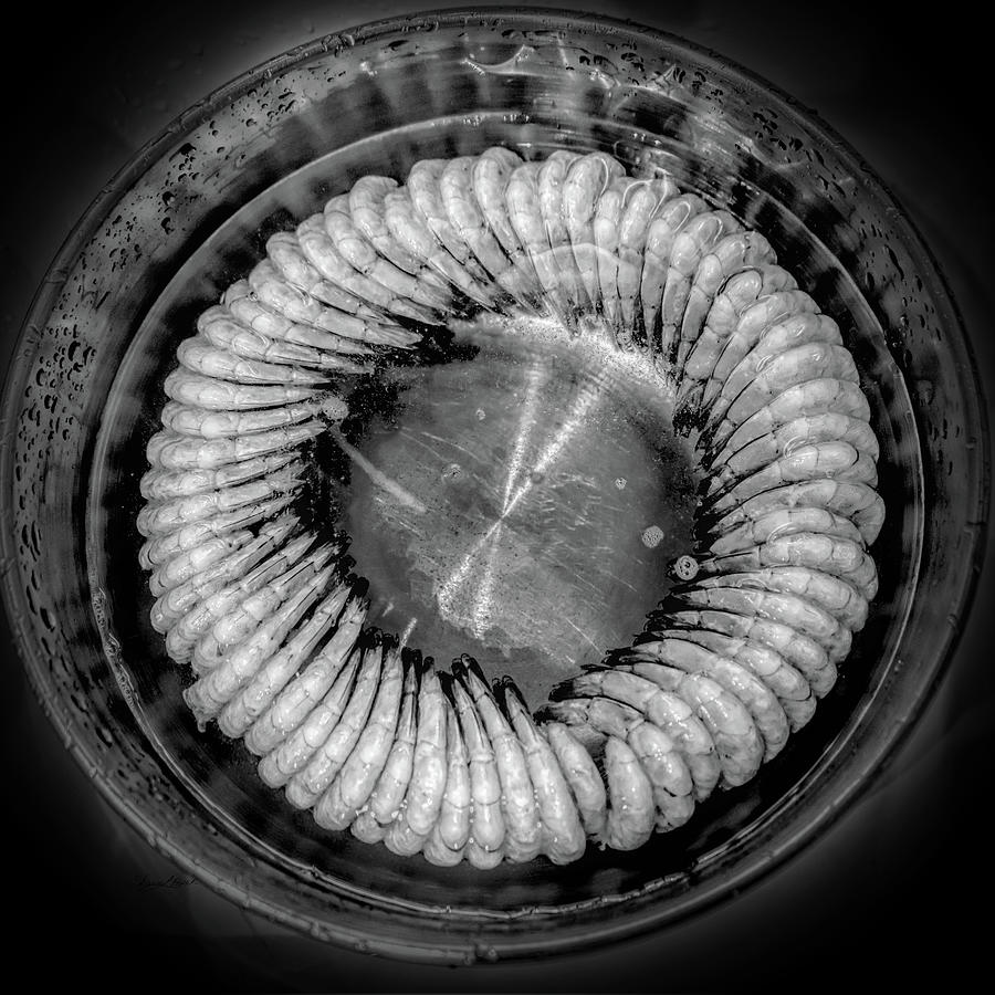 Shrimp Ring Black and White Photograph by Sharon Popek