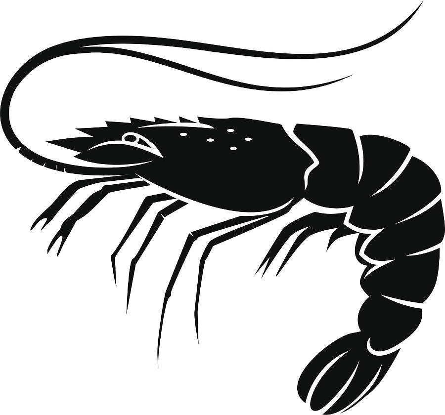 Shrimp Vector Drawing by Woewchikyury