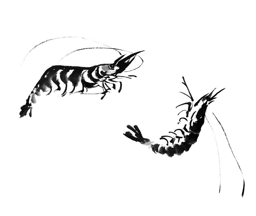 Shrimp Drawing by VII-photo
