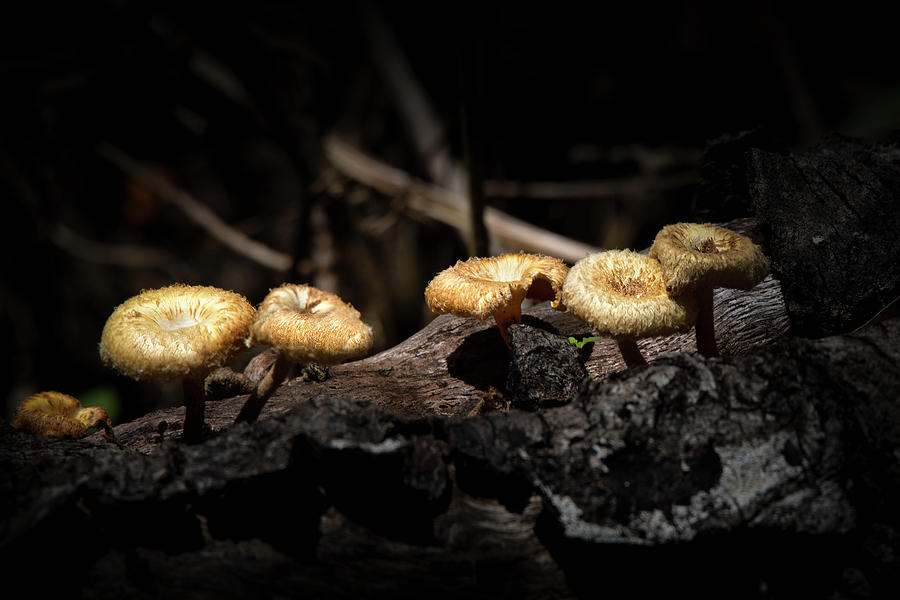 Shrooms Photograph by Mark Andrew Thomas