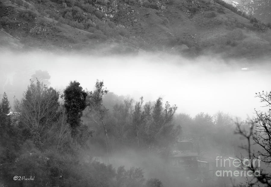 Shrouded in Fog Photograph by Debby Pueschel