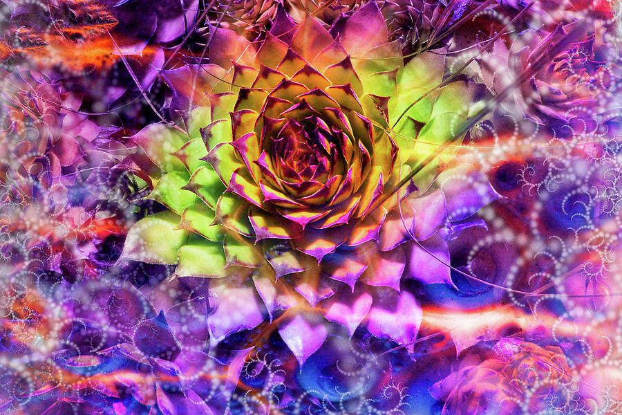Colorful Photograph - Shrouded Sempervivum by Dana Vallery Colorful Photograph - Shrouded Sempervivum by Dana Vallery
