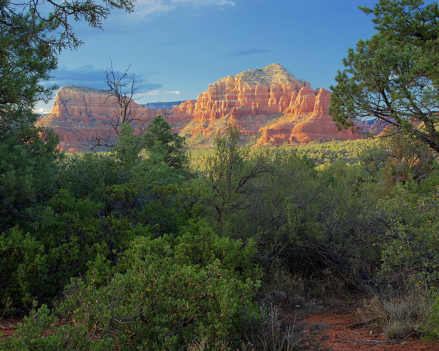 Shrubbery and Redrock Photograph by Todd Kreuter