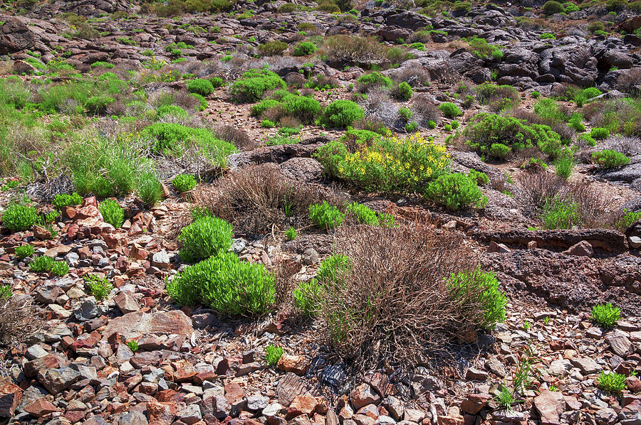 Shrubs in Teide National Park Photograph by Sun Travels