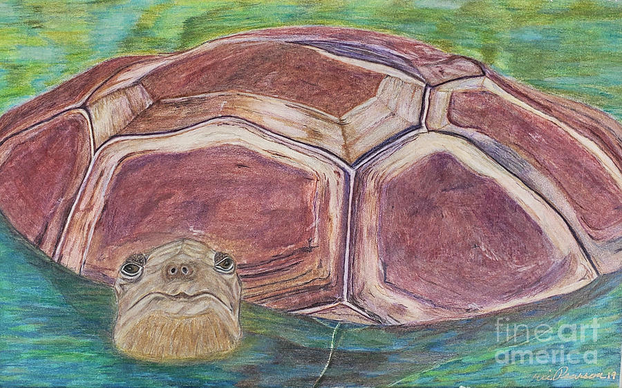 Turtle Drawing - Shuffles by Eric Pearson