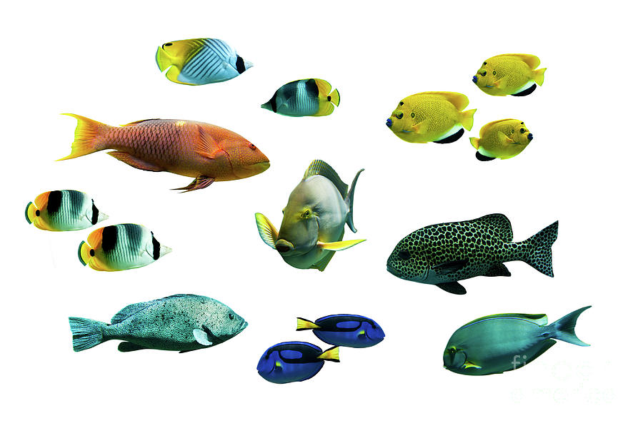 Collection of tropical fishes Photograph by Delphimages Photo Creations