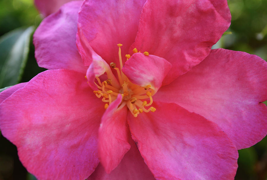 Shy Camellia Flower Close Up Photograph by Gaby Ethington