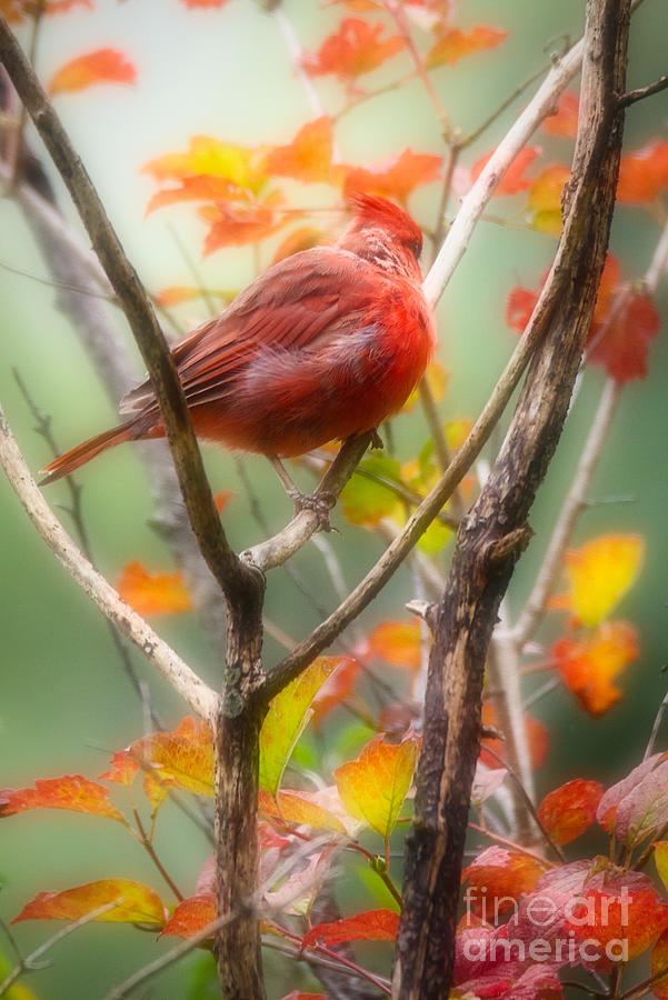 Shy Cardinal Photograph by John Fabina