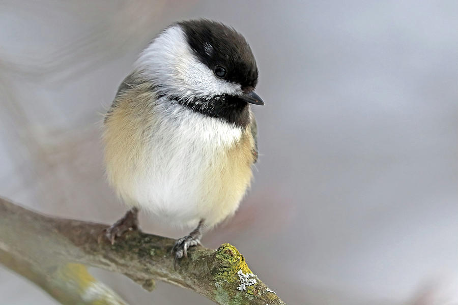 Shy Chickadee Photograph by Debbie Oppermann - Fine Art America