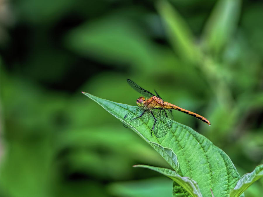 Shy Dragonfly Photograph by Darshan Nohner Photography