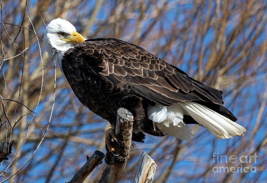 Shy Eagle Photograph by Michael Dawson