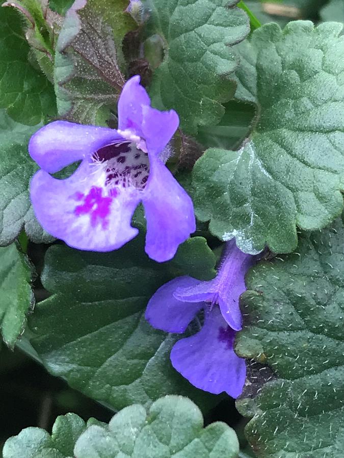 Shy Flower Photograph by Laura Beavers