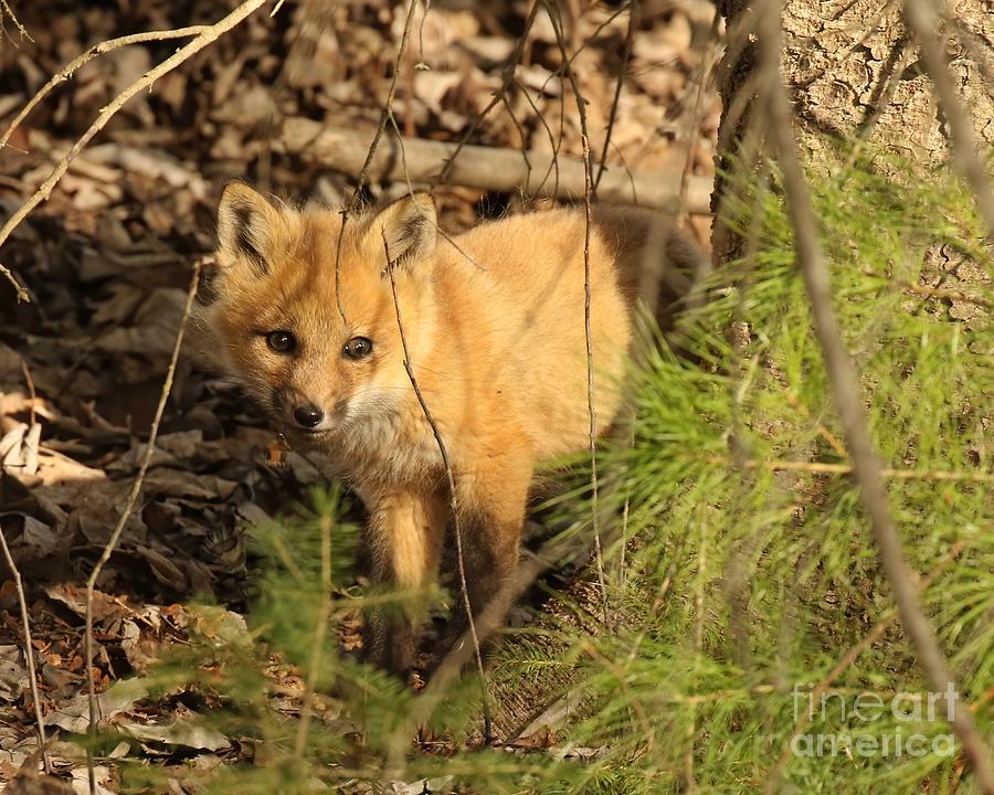Shy fox kit Photograph by Heather King