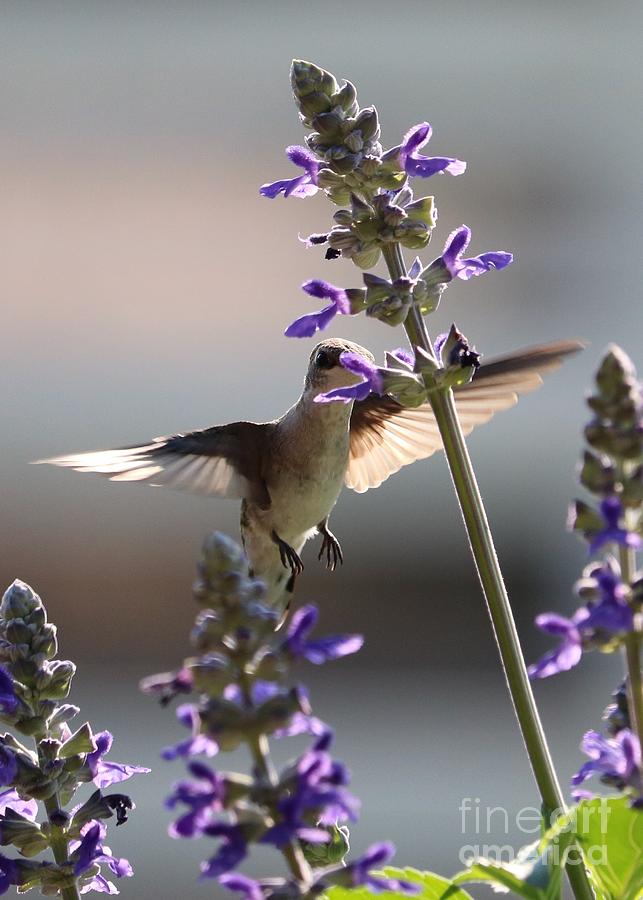 Shy Hummingbird in Salvia Photograph by Carol Groenen